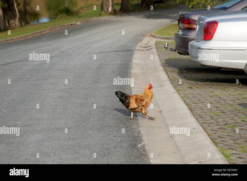 Image: Descubre el juego de azar más emocionante en Chicken Road en España